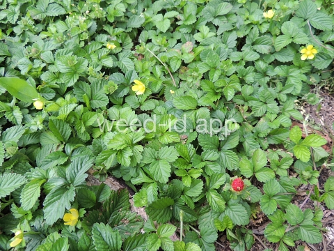mockstrawberry, Indian
